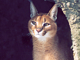 Каракал Каракал