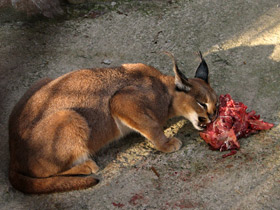 Смотреть фото Каракал Фото Каракал