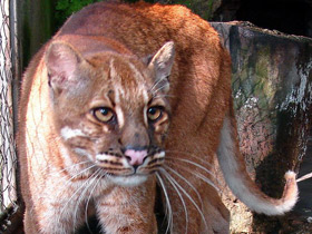 Смотреть фото Кошка Темминка Фото Кошка Темминка