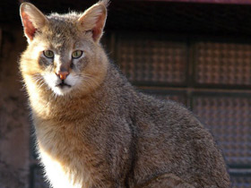 Смотреть фото Камышовый кот Фото Камышовый кот