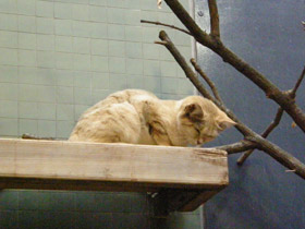 Смотреть фото Барханный кот Фото Барханный кот