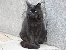 Смотреть фото Трущобная кошка Фото Трущобная кошка