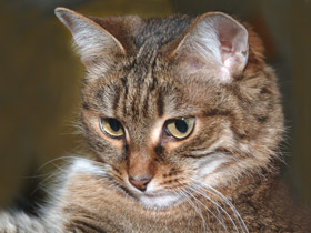 Смотреть фото Рассказ о кошке Фото Рассказ о кошке