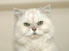 Домашняя кошка Домашняя кошка