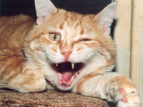 Домашняя кошка Домашняя кошка