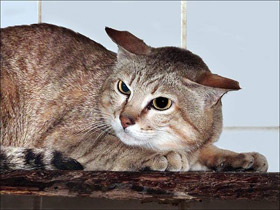 Фото Лесной кот