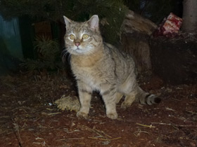 Фото Лесной кот