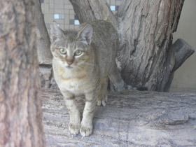 Фото Лесной кот