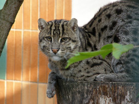 Фото Кот-рыболов