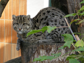 Фото Кот-рыболов