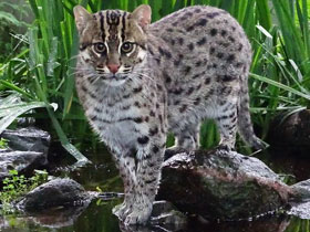 Фото Кот-рыболов