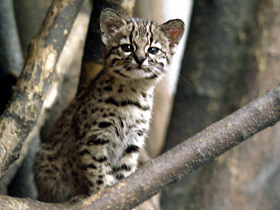 Смотреть фото Кошка Жоффруа Фото Кошка Жоффруа