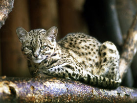 Смотреть фото Кошка Жоффруа Фото Кошка Жоффруа