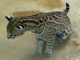 Смотреть фото Оцелот Фото Оцелот