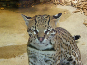 Смотреть фото Оцелот Фото Оцелот