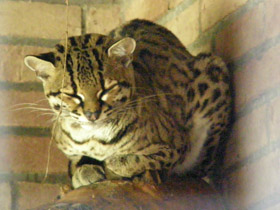 Смотреть фото Маргай Фото Маргай