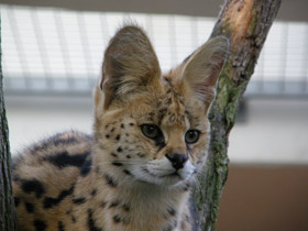 Смотреть фото Сервал Фото Сервал