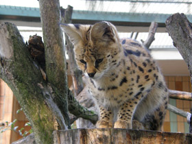 Смотреть фото Сервал Фото Сервал