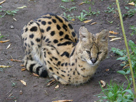 Смотреть фото Сервал Фото Сервал