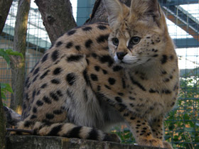 Смотреть фото Сервал Фото Сервал