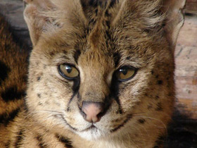 Смотреть фото Сервал Фото Сервал