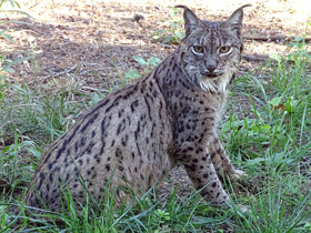 Смотреть фото Пиренейская рысь Фото Пиренейская рысь