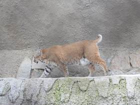 Смотреть фото Рыжая рысь Фото Рыжая рысь