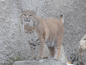 Смотреть фото Рыжая рысь Фото Рыжая рысь