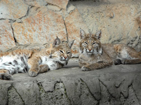 Смотреть фото Рыжая рысь Фото Рыжая рысь