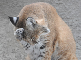 Смотреть фото Рыжая рысь Фото Рыжая рысь