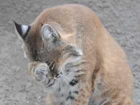 Смотреть фото Рыжая рысь Фото Рыжая рысь