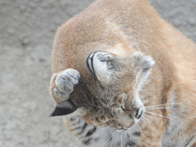 Смотреть фото Рыжая рысь Фото Рыжая рысь