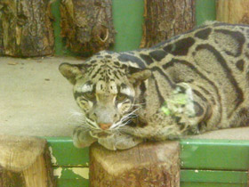 Смотреть фото Дымчатый леопард Фото Дымчатый леопард