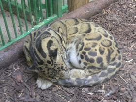 Смотреть фото Дымчатый леопард Фото Дымчатый леопард