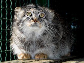 Смотреть фото Манул Фото Манул