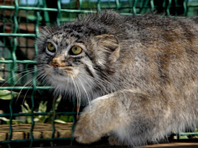 Смотреть фото Манул Фото Манул