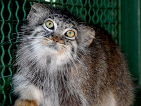 Смотреть фото Манул Фото Манул