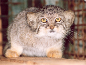 Манул Манул