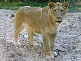 Смотреть фото Лев Фото Лев