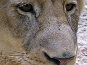 Смотреть фото Лев Фото Лев