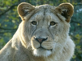 Смотреть фото Лев Фото Лев