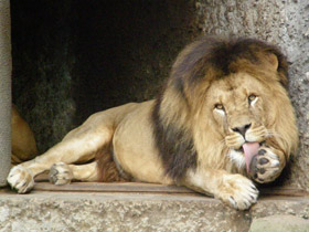 Смотреть фото Лев Фото Лев