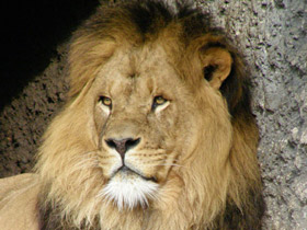 По странам и континентам: животный мир разных стран и материков По странам и континентам: животный мир разных стран и материков