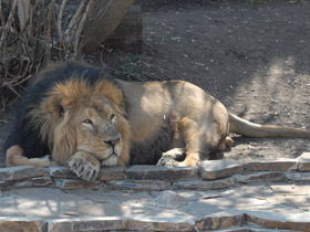 Смотреть фото Лев Фото Лев