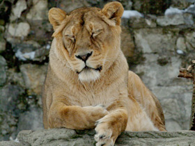 Азиатский лев Азиатский лев