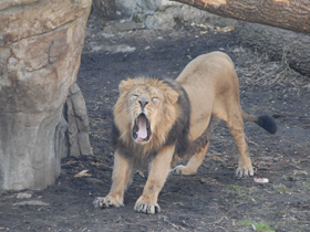 Смотреть фото Лев Фото Лев