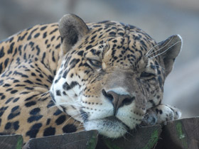 Смотреть фото Ягуар Фото Ягуар