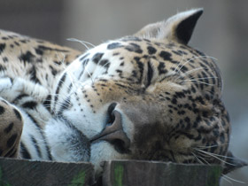 Смотреть фото Ягуар Фото Ягуар