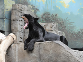 Смотреть фото Ягуар Фото Ягуар