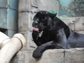 Смотреть фото Ягуар Фото Ягуар